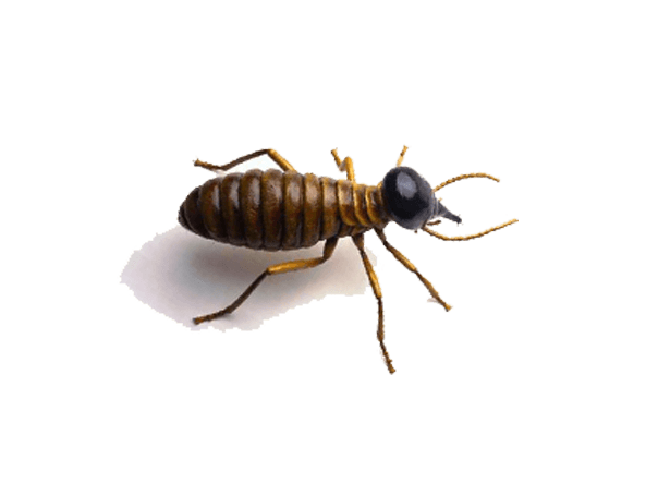 Termite PNG Background