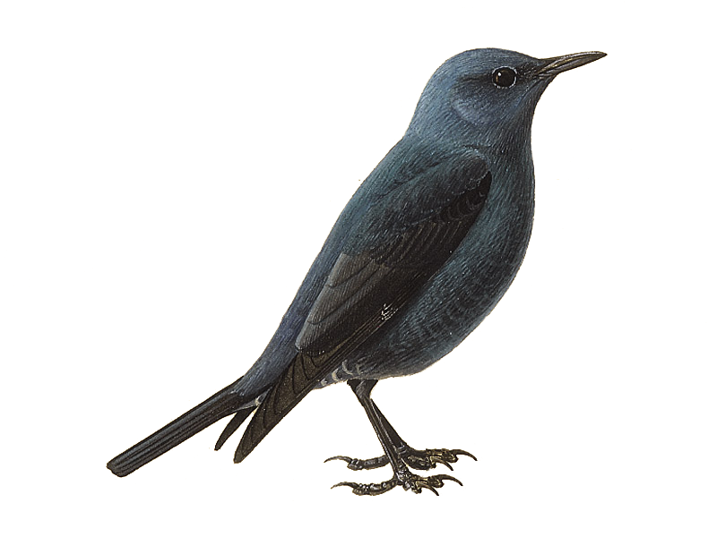Thrushes Background PNG Image