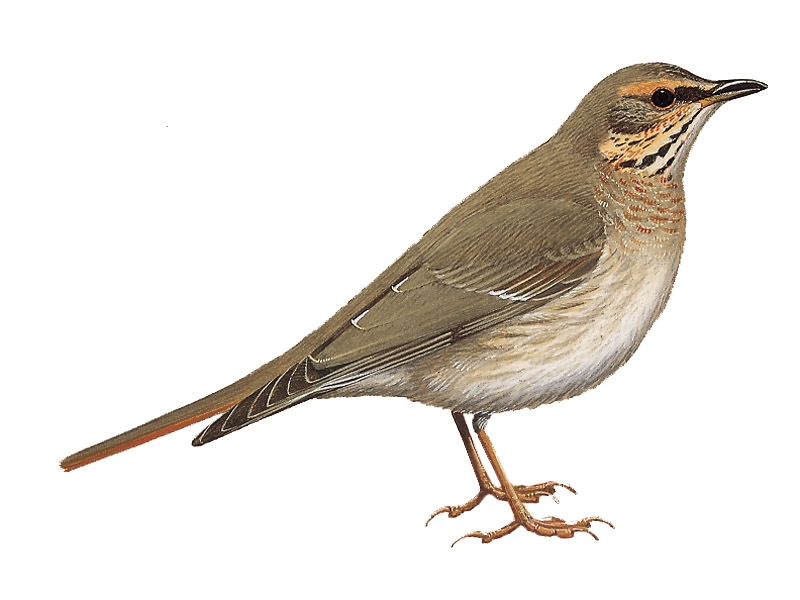Thrushes Download Free PNG