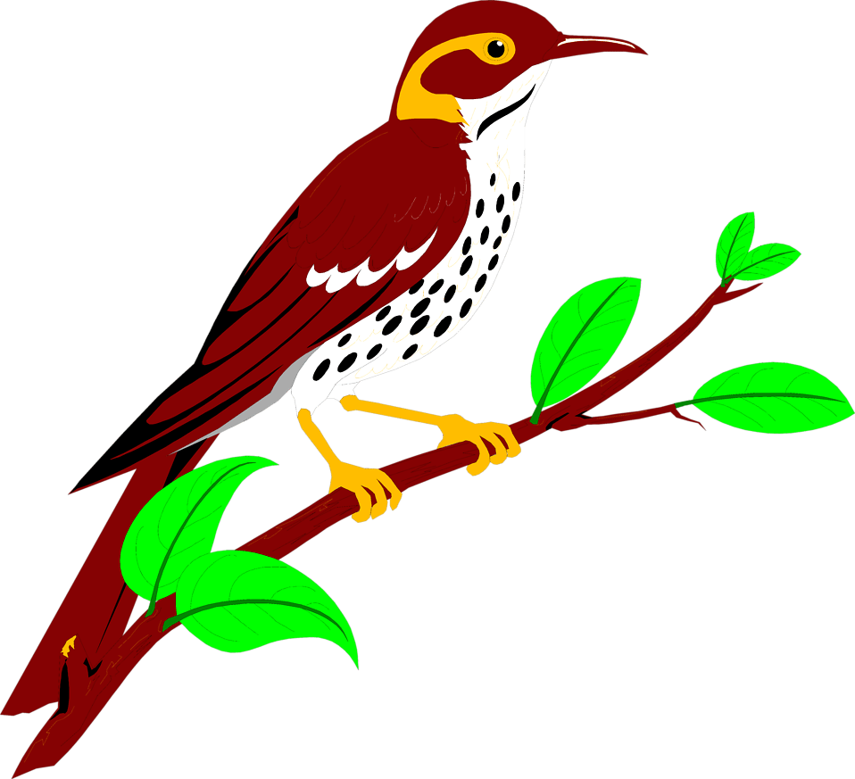 Thrushes Free PNG