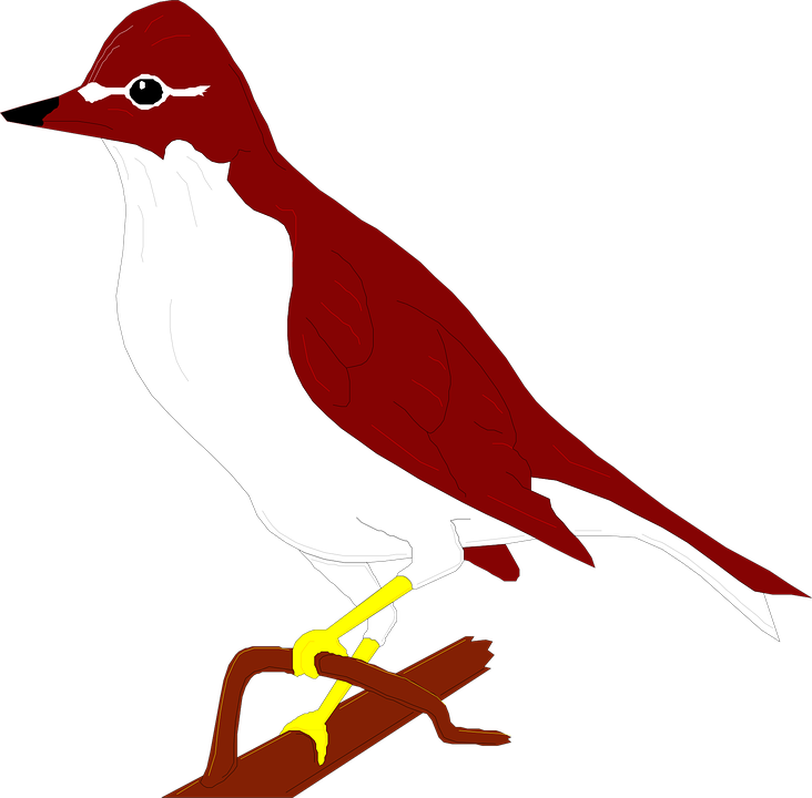 Thrushes PNG Background