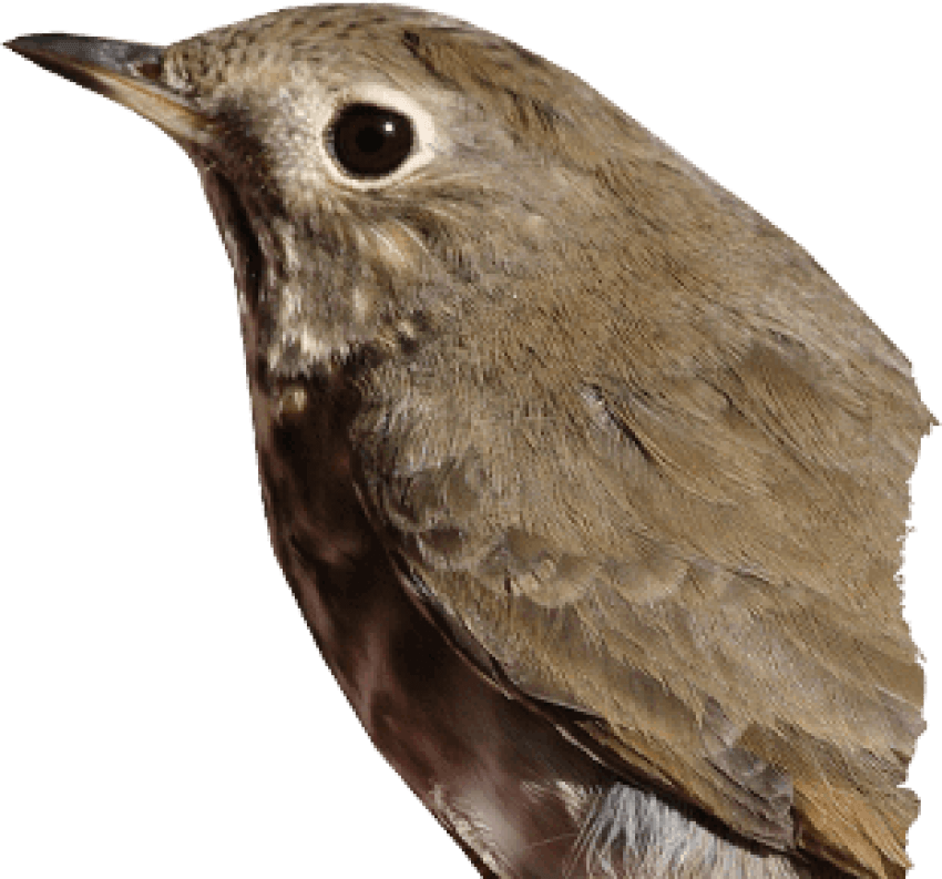 Thrushes PNG HD Quality