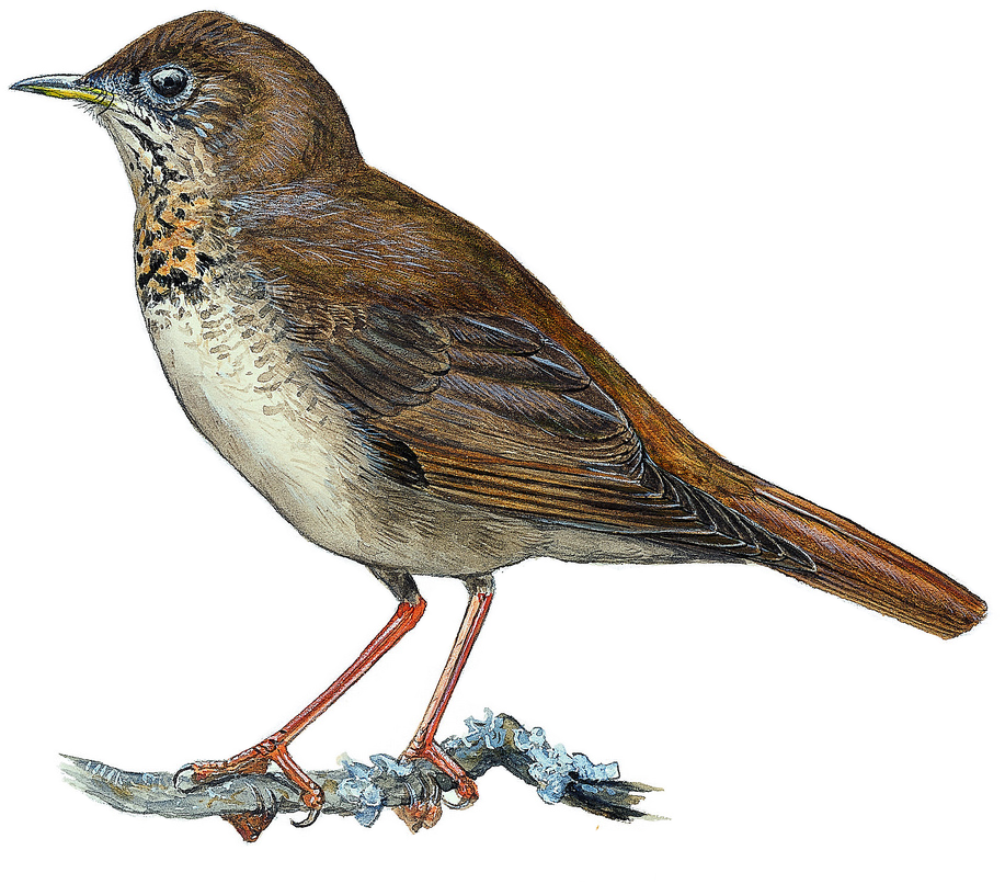 Thrushes PNG Pic Background