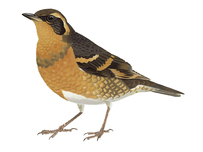 Thrushes Transparent Free PNG