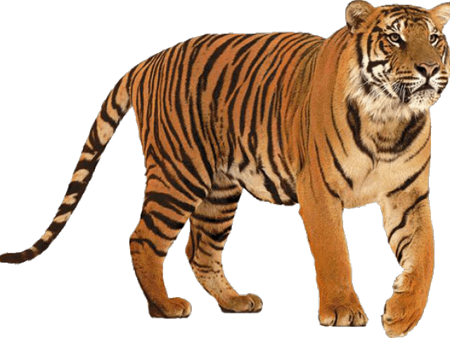 Tiger Background PNG Image