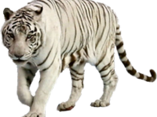 Tiger Download Free PNG