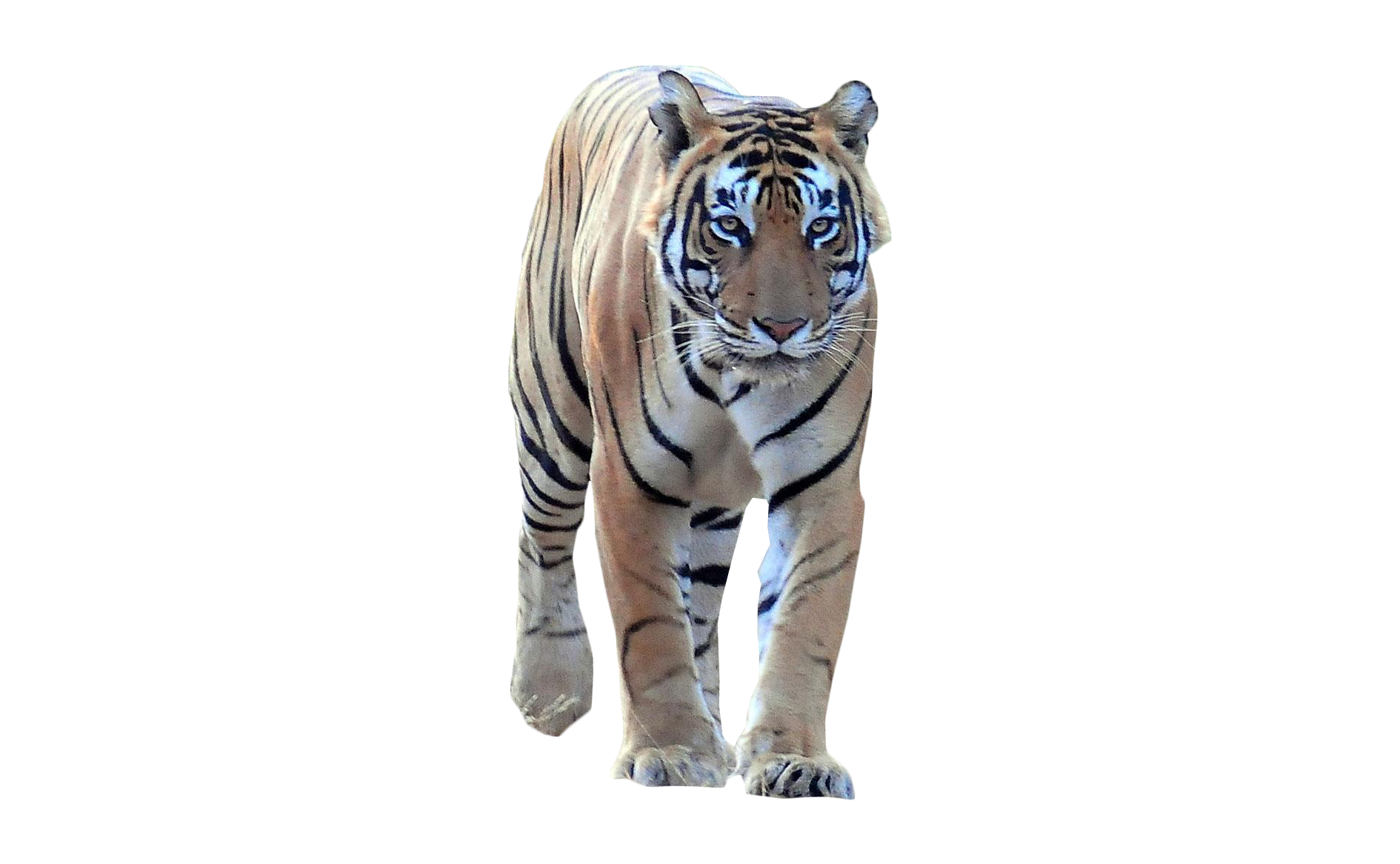 Tiger PNG Images HD