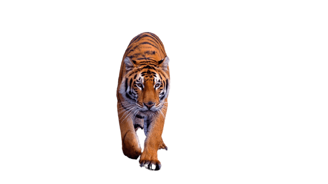 Tiger PNG Pic Background