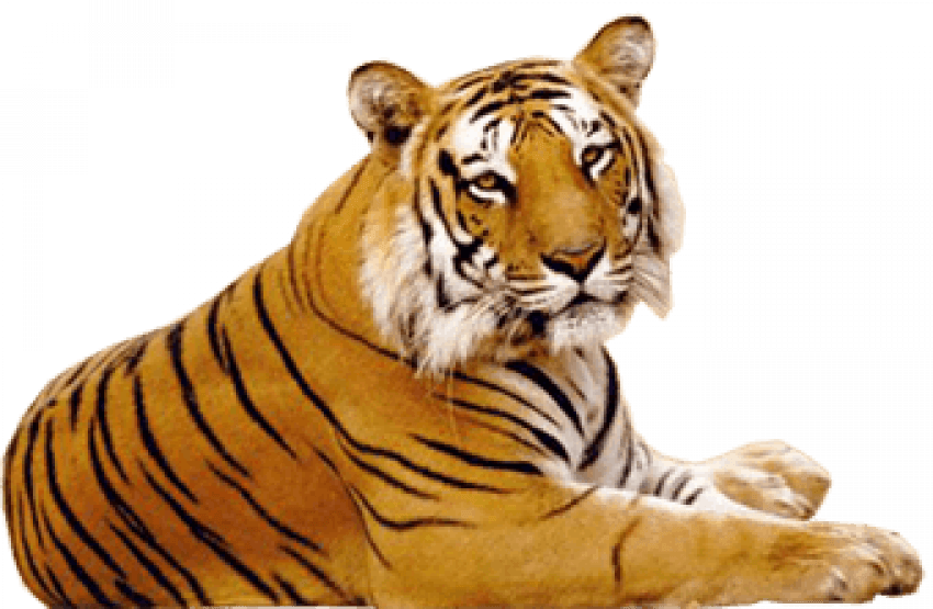 Tiger Transparent Background | PNG Play