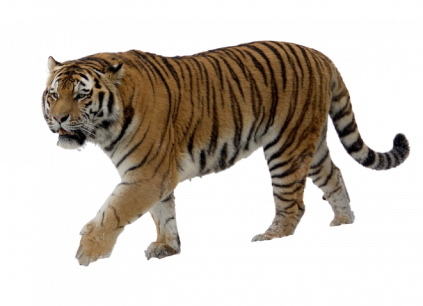 Tiger Transparent File