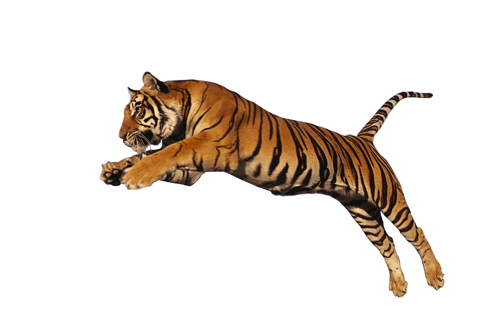 Tiger Transparent Free PNG