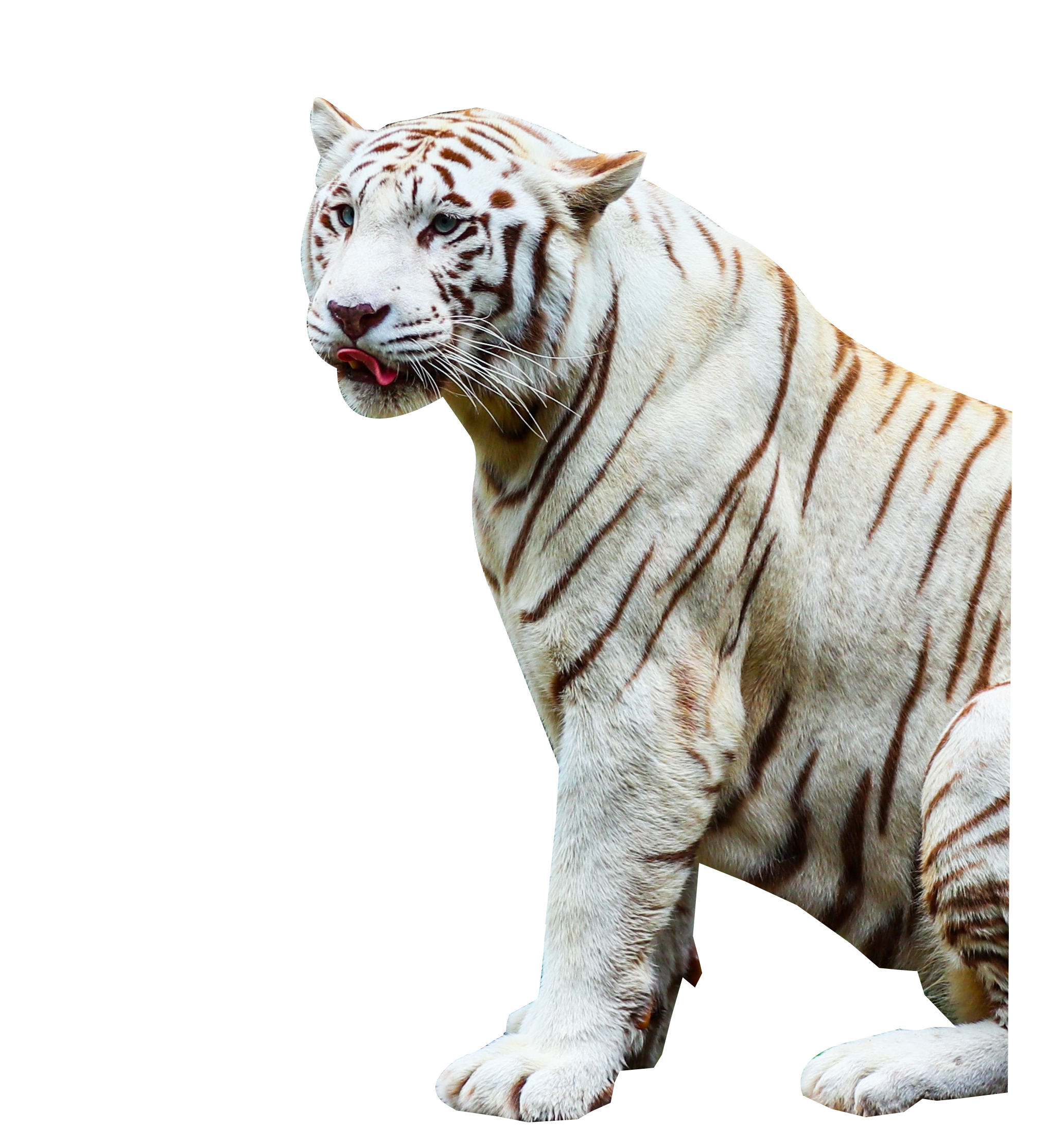 Tiger Transparent Image | PNG Play