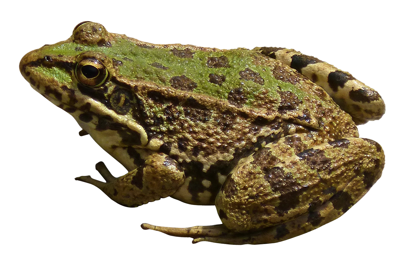 Toads Background PNG