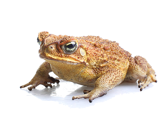 Toads Download Free PNG