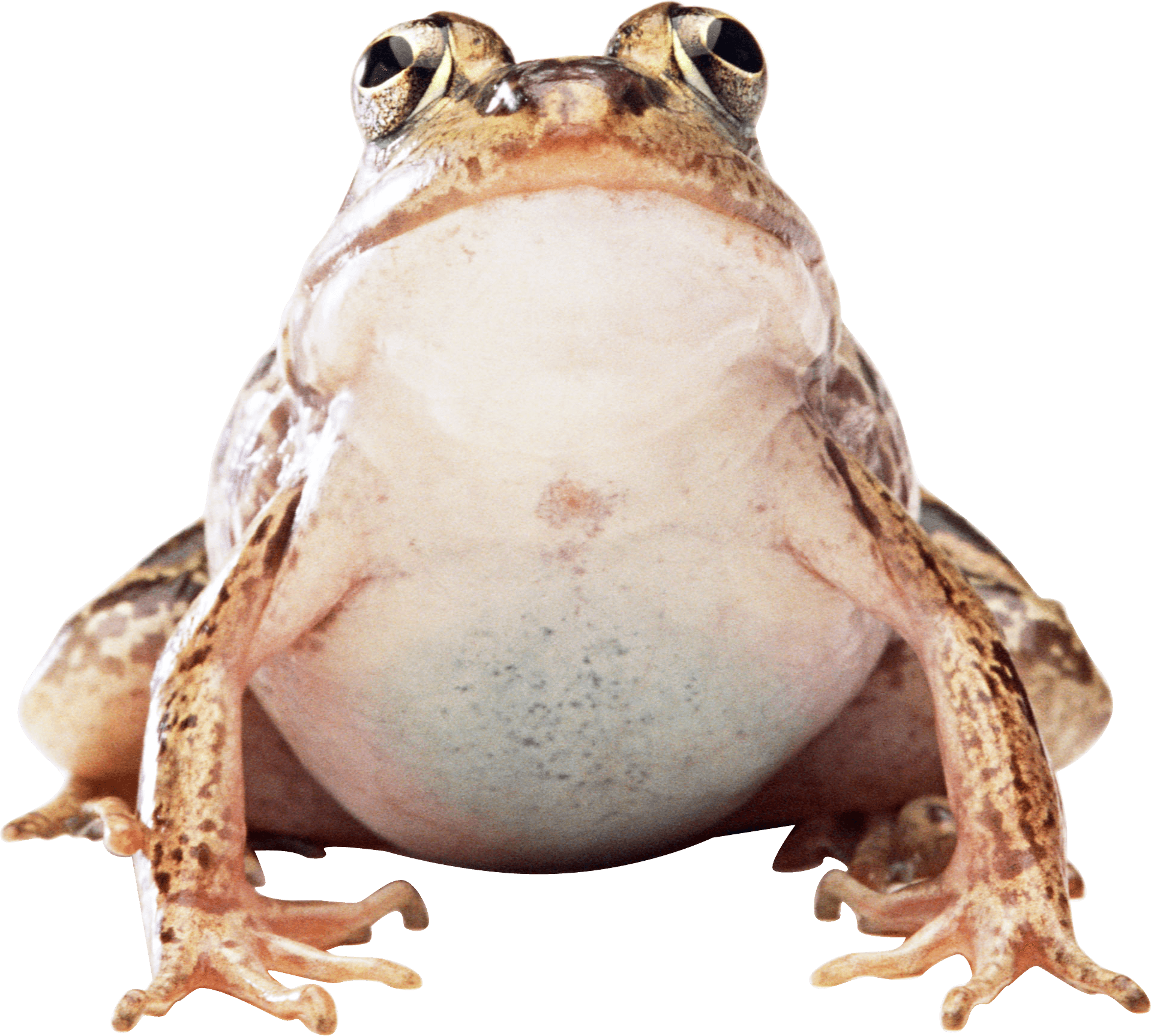 Toads Free PNG