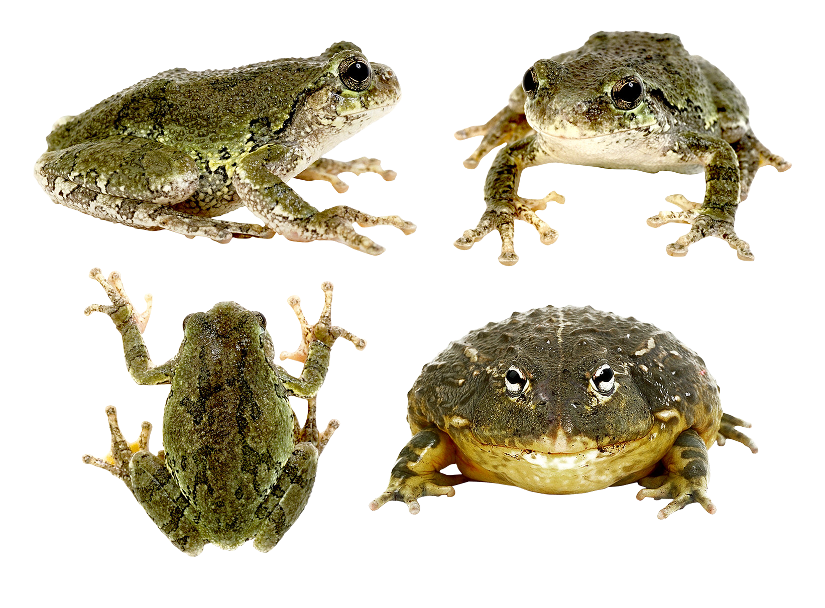 Toads PNG Clipart Background