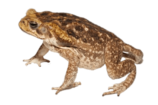 Toads PNG Images HD