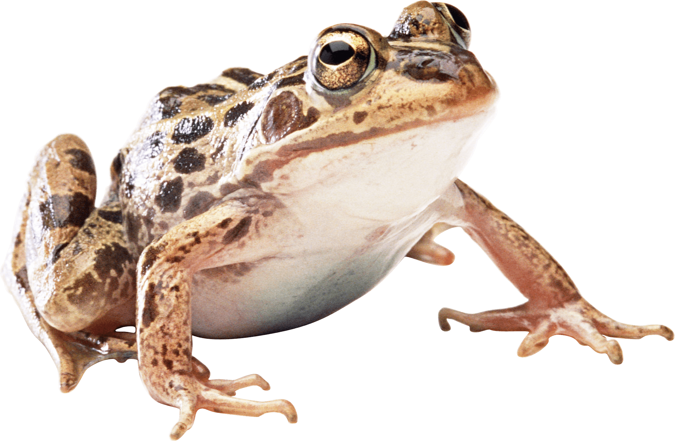 Toads PNG foto afbeelding