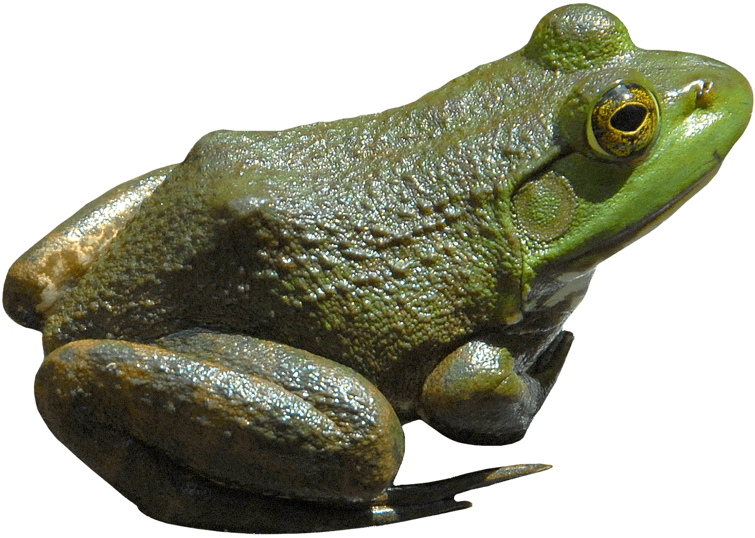 Toads Transparent Free PNG
