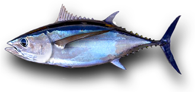 Tuna Free PNG