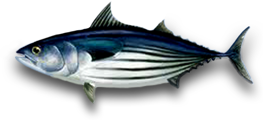 Tuna Transparent Image