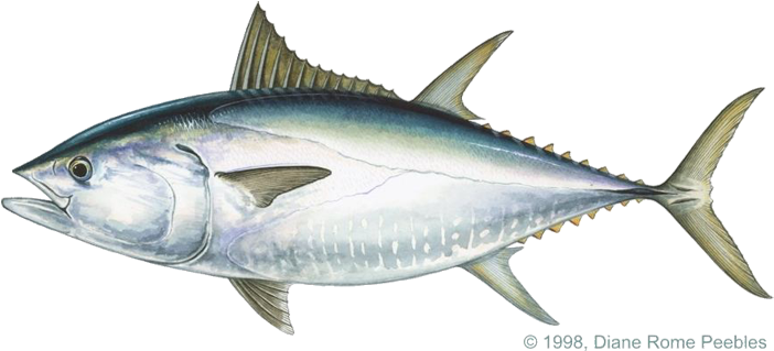 Tuna Transparent Images