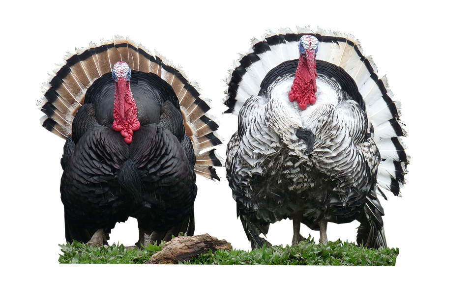 Turkeys PNG Photo Image
