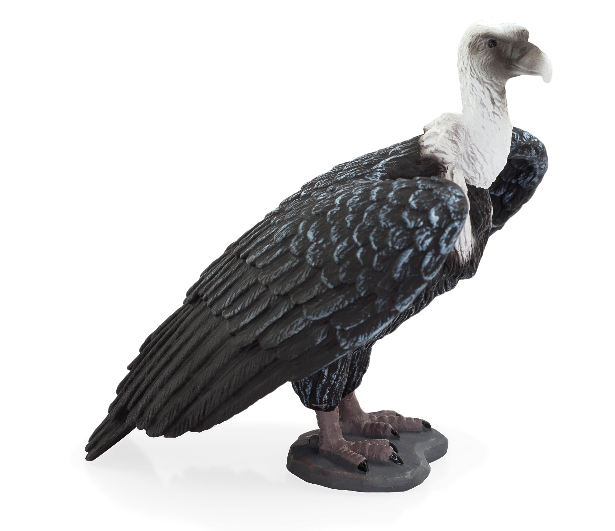 Vulture PNG Background