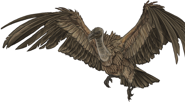 Vulture PNG Free File Download