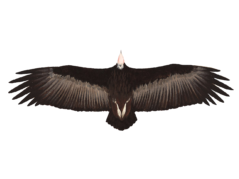 Vulture PNG HD Quality