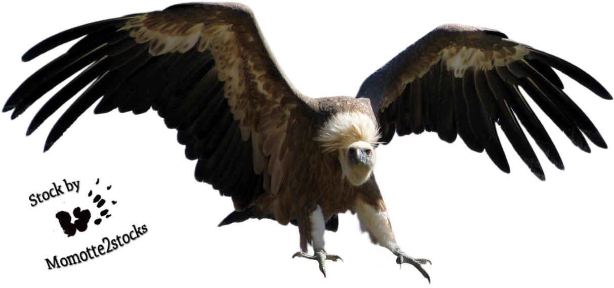 Vulture PNG Images HD