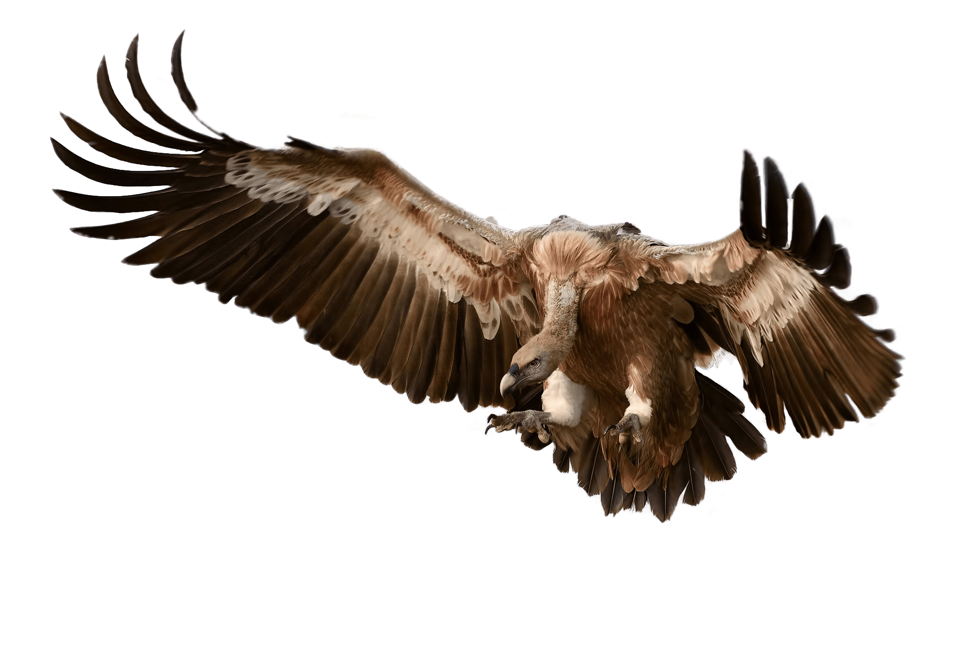 Vulture PNG Photos