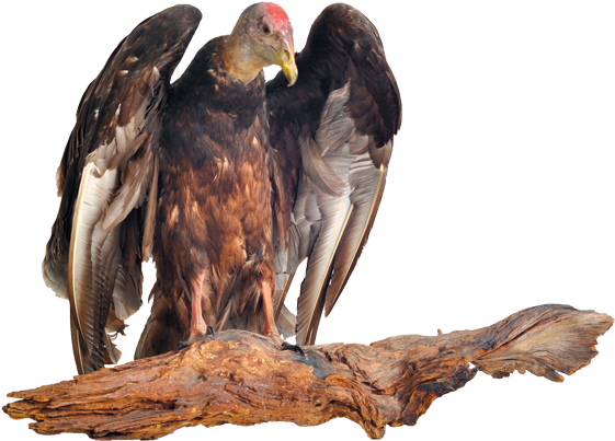 Vulture Transparent Free PNG