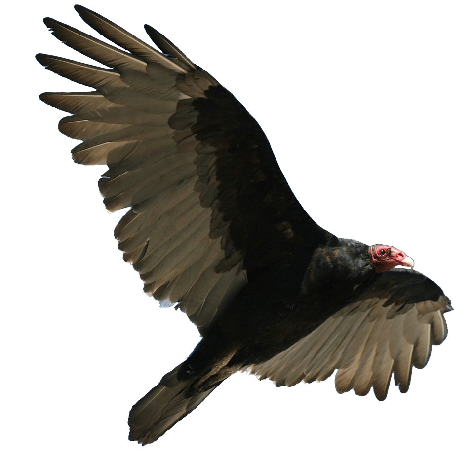 Vulture Transparent Image