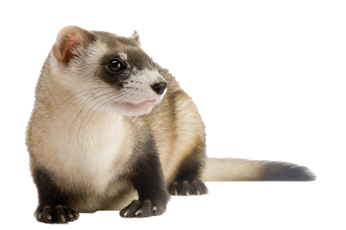 Weasels Background PNG