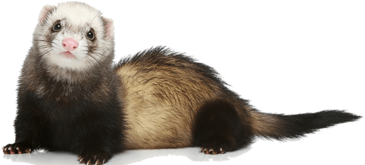 Weasels Free PNG