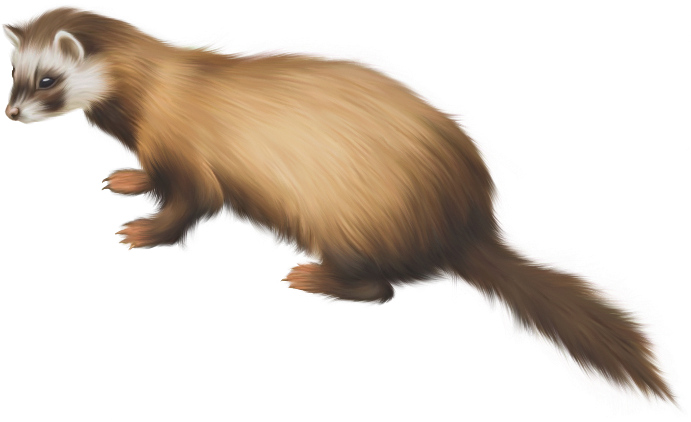 Weasels PNG HD Quality