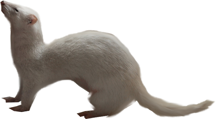 Weasels PNG Images HD