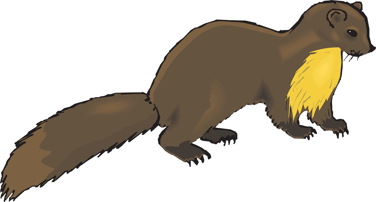 Weasels PNG Photos