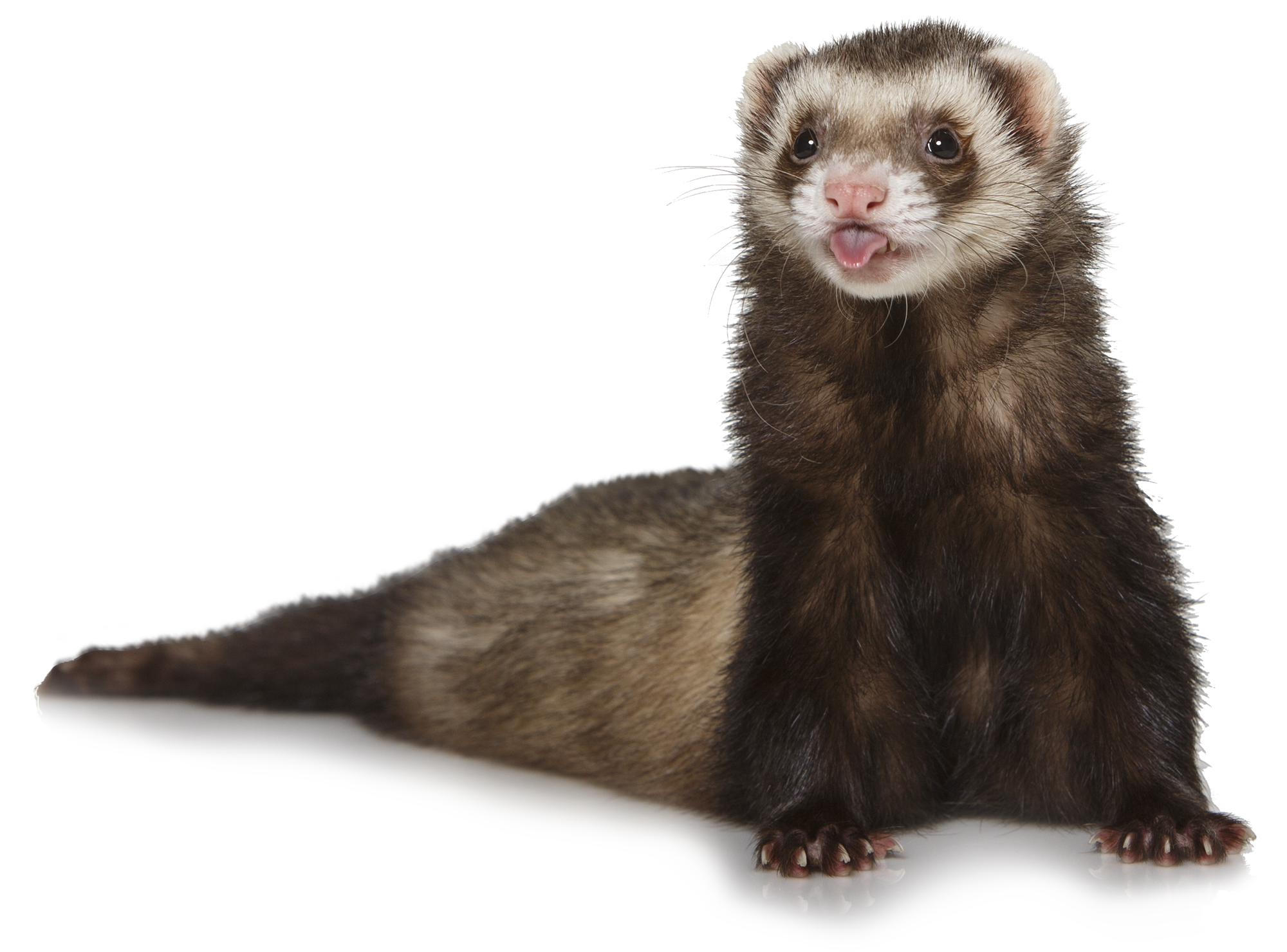 Weasels PNG Pic Background