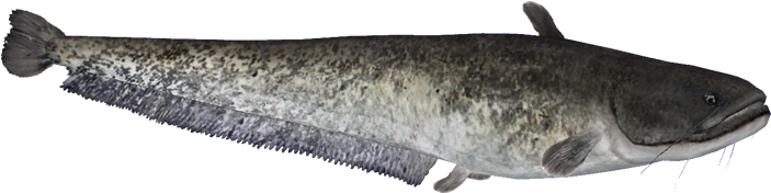 Wels Catfish Background PNG Image
