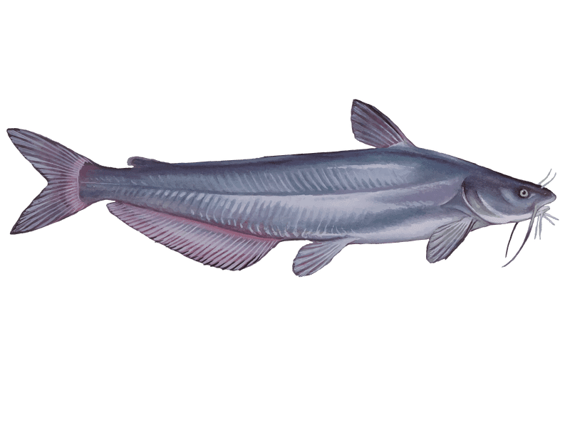 Wels Catfish Download Free PNG