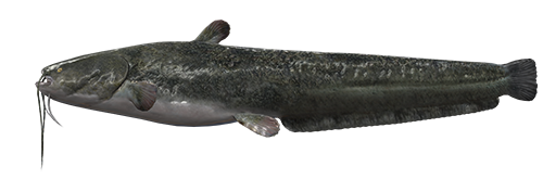 Wels Catfish PNG Clipart Background