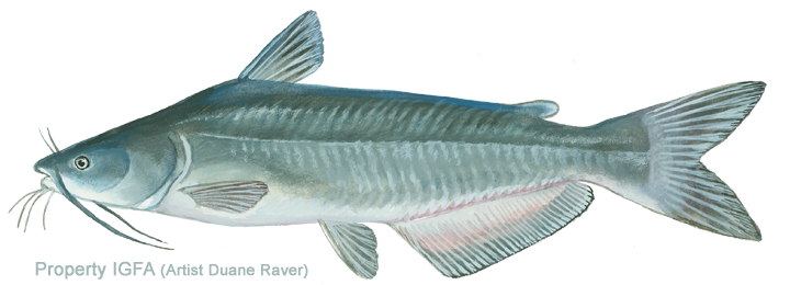 Wels Catfish Transparent Image