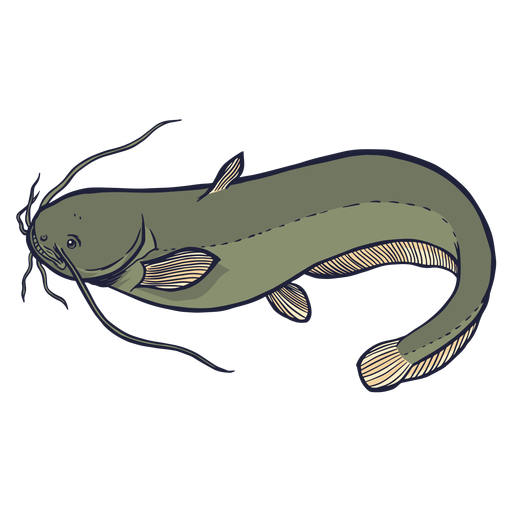 Wels Catfish Transparent PNG