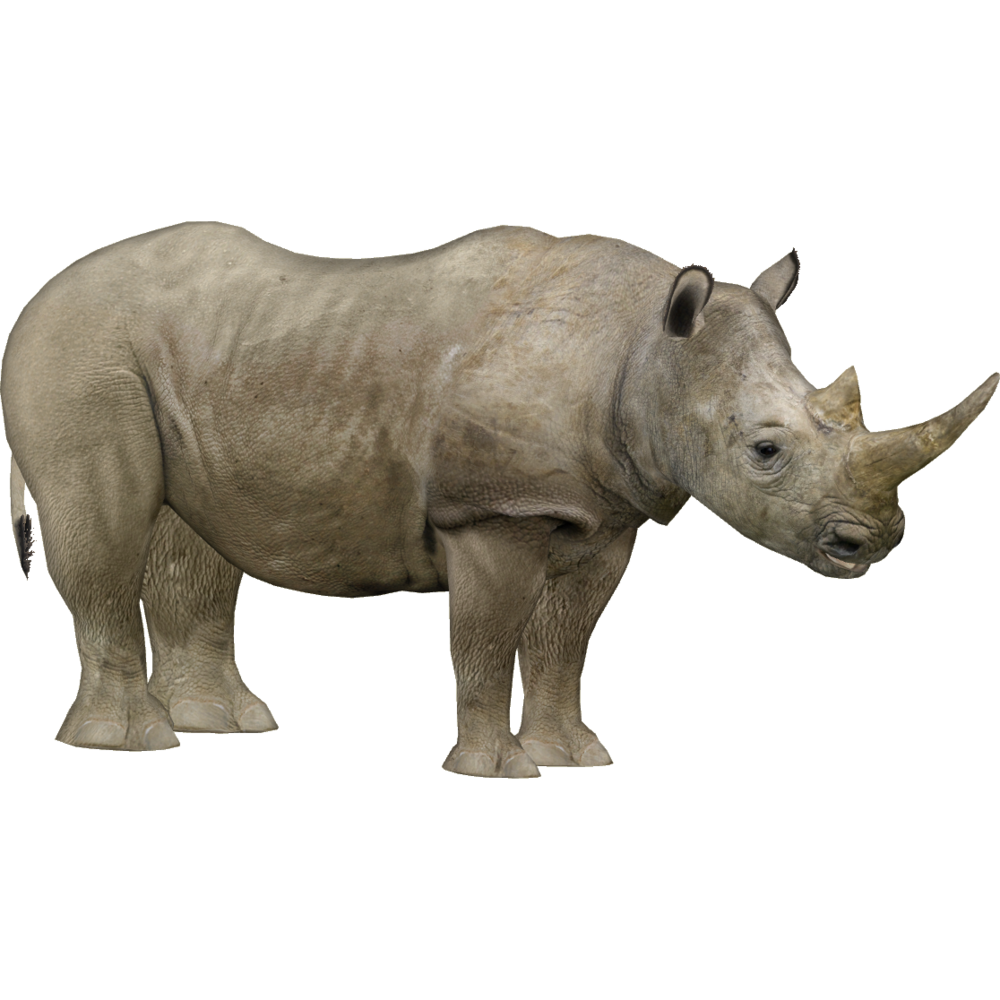White Rhinoceros Background PNG