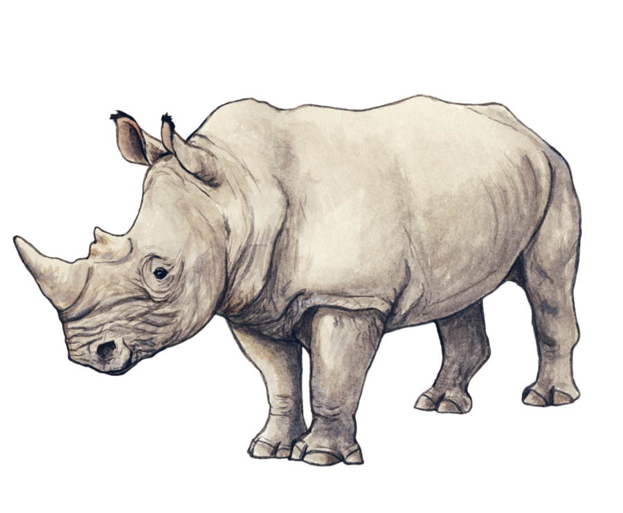 White Rhinoceros PNG Free File Download
