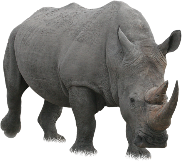 White Rhinoceros PNG HD Quality