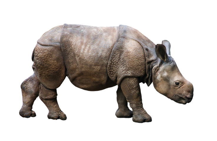 White Rhinoceros PNG Photo Image