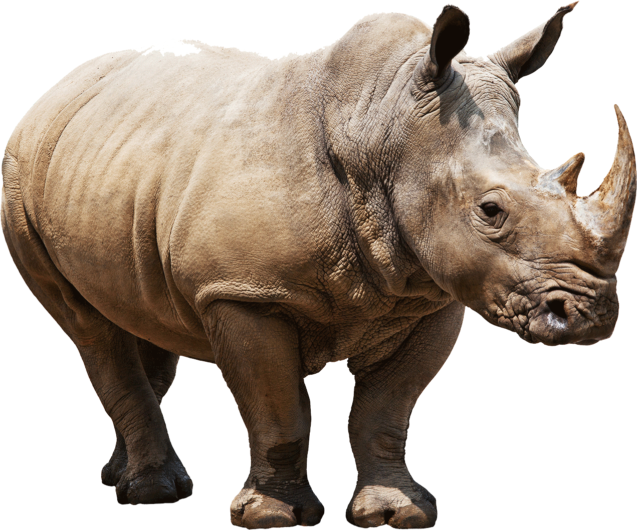 White Rhinoceros PNG Pic Background